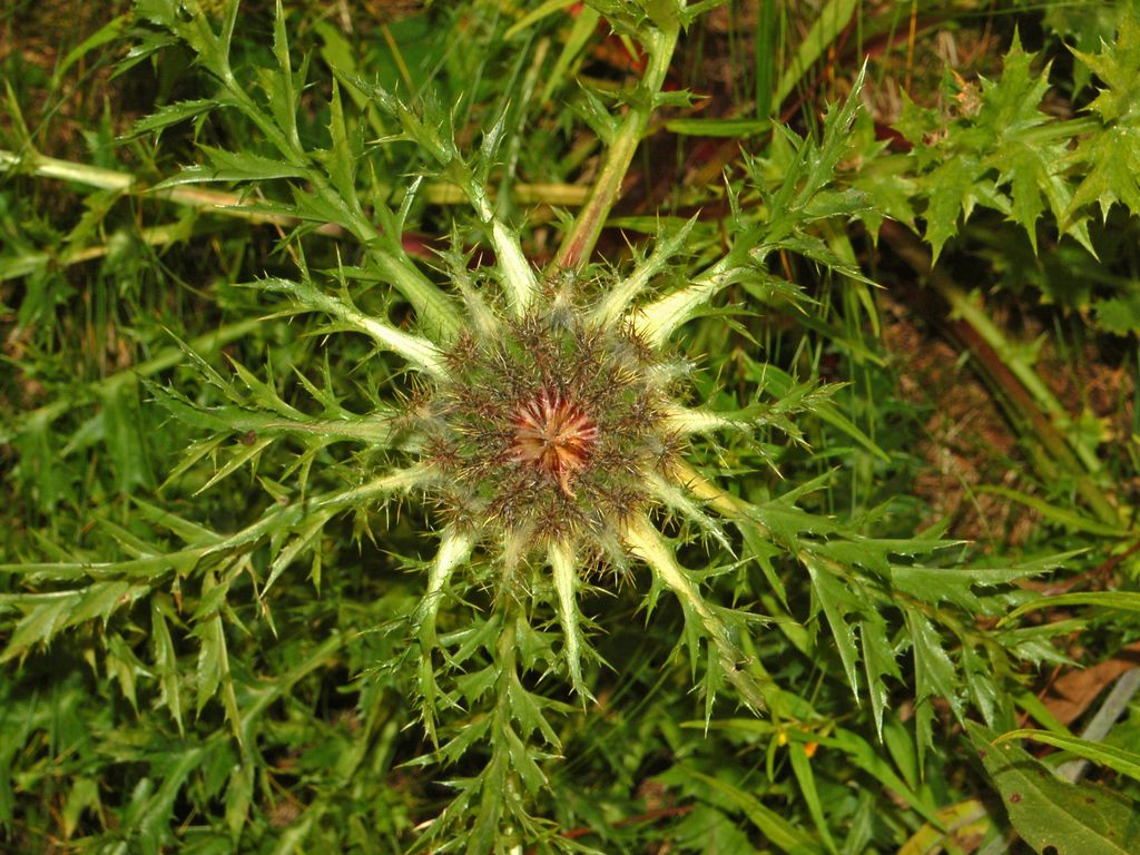 Una determinazione davvero spinosa -  Carlina cfr.acaulis